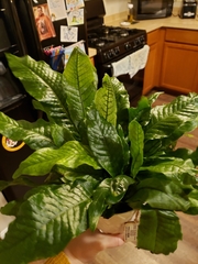 Leptochilus pteropus