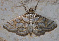 Pseudopyrausta santatalis