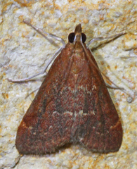 Pyrausta atropurpuralis