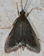 Pyrausta demantrialis