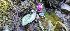 Cyclamen coum