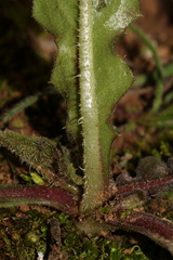 Urospermum picroides
