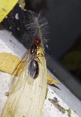 Crematogaster schmidti