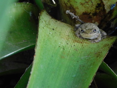 Scinax nasicus