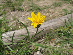 Aspilia montevidensis