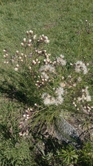 Vernonanthura nudiflora
