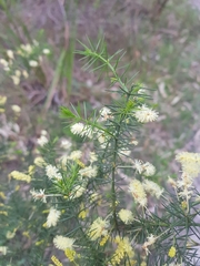 Acacia verticillata verticillata