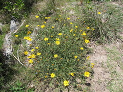 Aspilia montevidensis