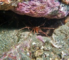 Stenorhynchus debilis