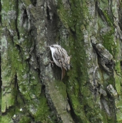 Certhia brachydactyla