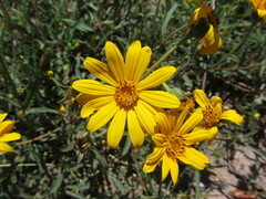 Aspilia montevidensis