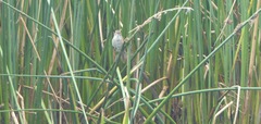 Acrocephalus gracilirostris gracilirostris
