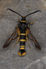 Synanthedon tosevskii