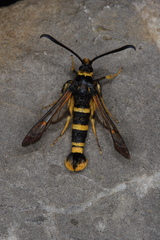 Synanthedon tosevskii