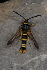 Synanthedon tosevskii