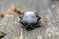 Accanthopus velikensis