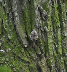 Certhia brachydactyla