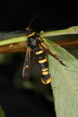 Synanthedon tosevskii
