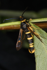 Synanthedon tosevskii