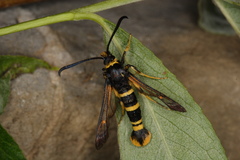 Synanthedon tosevskii