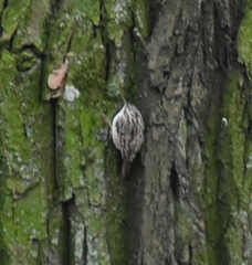 Certhia brachydactyla