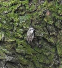 Certhia brachydactyla