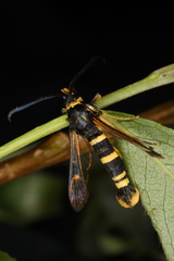 Synanthedon tosevskii