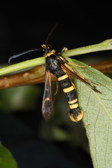 Synanthedon tosevskii
