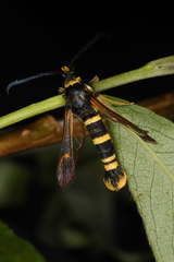 Synanthedon tosevskii