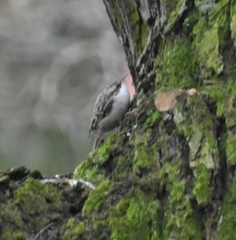 Certhia brachydactyla