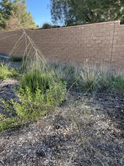 Parkinsonia aculeata