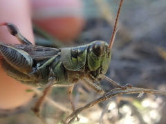 Melanoplus sanguinipes