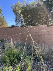 Parkinsonia aculeata