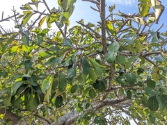 Ficus dendrocida