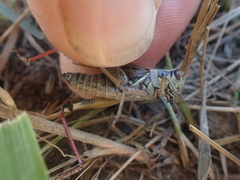 Melanoplus sanguinipes