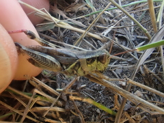 Melanoplus sanguinipes