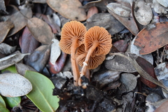 Mycetinis copelandii