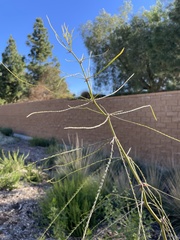 Parkinsonia aculeata