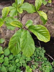 Ficus hispida