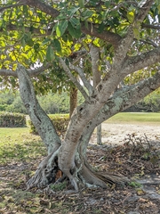 Ficus dendrocida