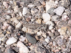 Melanoplus infantilis