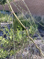 Parkinsonia aculeata