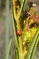 Cheilomenes propinqua