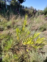 Cheilomenes propinqua