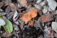 Mycetinis copelandii