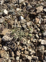 Chaenactis stevioides