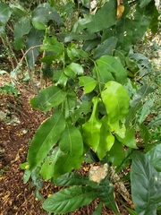 Hyperbaena laurifolia