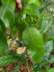 Hyperbaena laurifolia