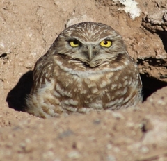 Athene cunicularia hypugaea