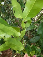 Hyperbaena laurifolia